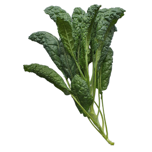 Tuscan Kale